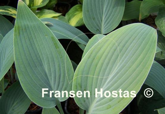 Hosta Clattering Water